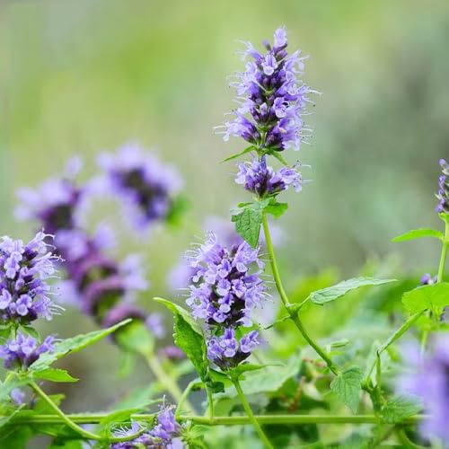 semillas de ortiga perfumadas, para camas elevadas Agastache foeniculum, balcón medicinales resistentes para el jardín Balcón con 300pcs