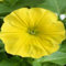 Nuevas semillas de flores de petunia para plantar amarillas