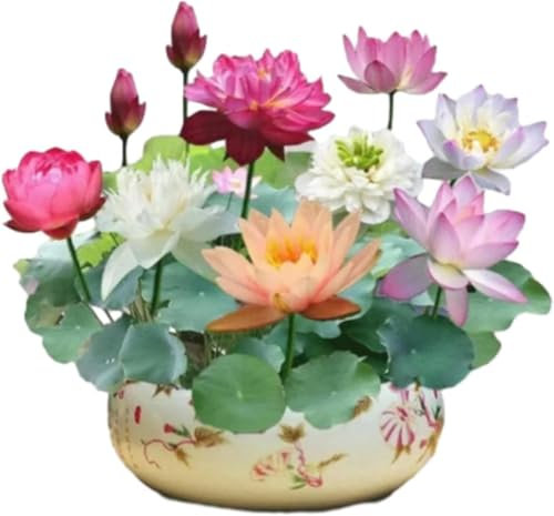 The Sacred Bonsai Bowl Lotus Flower 7 Days Germination, Mixed Colour Flower Seeds, Beginner-Friendly Water Lily Planting in Water Lotus Seeds for Kitchen Garden Pond (200pcs)