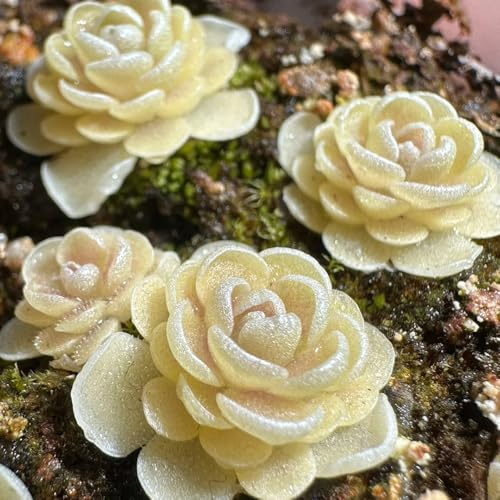 Fettkraut, Pinguicula vulgaris, gartenpflanzen winterhart Fleischfressende, zimmerpflanzen bio exotische grünpflanzen, 5Samen