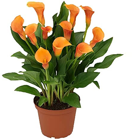 Zantedeschia aethiopica,Bulbi di calla, adatti per piante in vaso o fiori recisi, bellissimi fiori dall'aspetto elegante