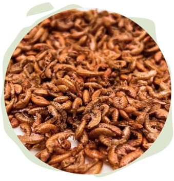 Warnick´s Tierfutterservice Naturhäppchen Bachflohkrebse Gammarus 1.000 ml