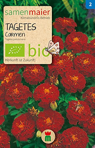 Samen Maier 850 Tagetes Carmen (Bio-Tagetessamen)