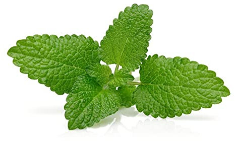 Herb Plants - Lemon Balm - Medicinal Herb - 2 x Full Plants in 9cm Pots - Garden Plants - Lemon Balm Plants - Kitchen Herbs - Garden Ready + Ready to Plant - Premium Quality Plants