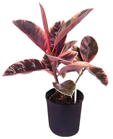 Ficus Robusta Natural Brilla con el Ficus Pink Ruby Árbol Exótico