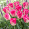Bulbi Di Tulipano-Tulipani Bulbi Olandesi,Bulbi Tulipani Olandesi Perenni,Bulbi Tulipani Olandesi,Bulbi Tulipani Olandesi Grandi,Piantare In Vaso,Fiori Da Giardino E Piante Bonsai-15bulbi-e