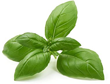 Mixed Herb Selection, Basil, Mint, Parsley and Tarragon, 6 x Plug Plant Pack, Herb Plants, Indoor or Outdoor, Garden Ready and Ready to Plant, Premium Quality Herbs