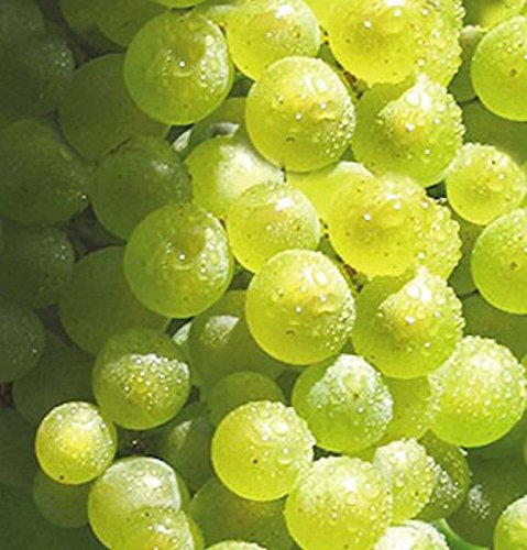 Weinrebe Solaris 100-125cm - Vitis