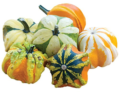 Burpee Daisy Gourd Gourd Seeds 30 seeds