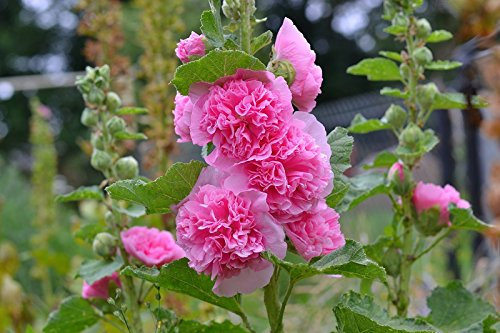 Rose trémiere commune - variété rose - graines