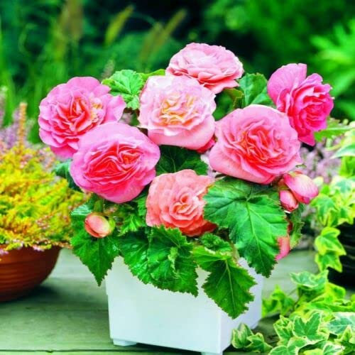 Begonia (Non Stop Pink) - 15 Pelleted Seeds > Hybrid Tuberous Premium Begonias!: Only Seeds