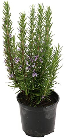 Rosmarino eretto 6 piante in vaso Ø14 cm.
