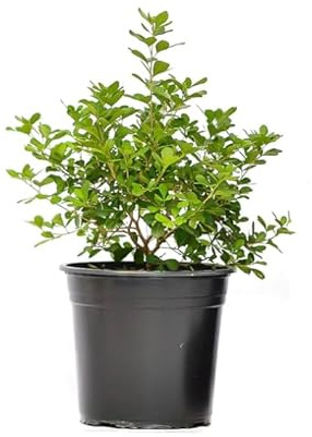 Buxus Sempervirens Planta Arbustiva Natural para Exteriores Perfecta para Formar Cercados Naturales