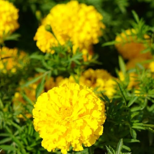 Semi di calendula resistente - decorazioni vecchie varietà giardino 50pcs