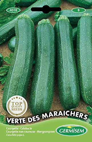 Germisem graines Courgette non coureuse VERTE DES MARAICHERS