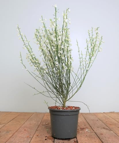 Cytisus praecox 'White Lion' 40-60 cm – Winterhart, Mehrjährig, Pflegeleicht – Besenginster – Zierstrauch für Garten & Beet