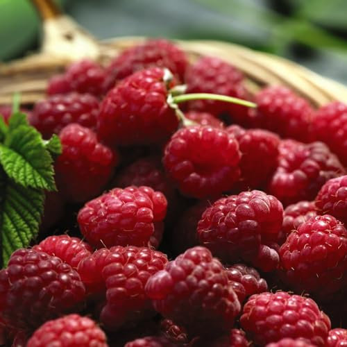 Organic Raspberry Tulameen - Versatile Container Growing - Stunning Long Canes - High Yields of Sweet Fruit - Mid/Late Season Variety - Easy to Grow - 1x 1.7 Litre Potted Plant by Thompson & Morgan