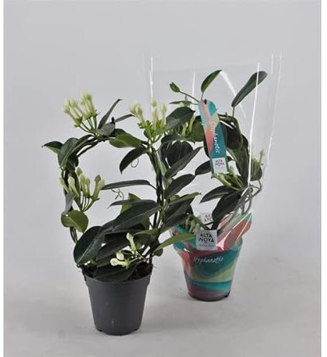 2 x Evergreen Jasmine Plants - Stephanotis Floribunda Fragrant Wedding Flowers Climbing houseplant in 12cm Pot