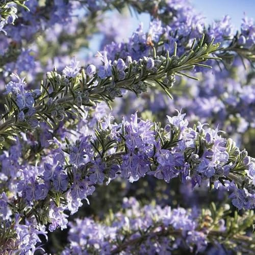 semillas de romero organicas - rosmarinus - decoración de jardín para exteriores, colgantes de romero de medicinales, exóticas 250pcs
