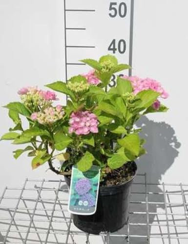 Hydrangea macr. 'Bodensee' - Hortensia 'Bodensee', Hortensia 'Boncuse' 25-30 cm en pot