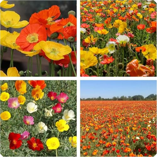 Semi di Papavero Ornamentale, Mix di Colori per Giardino, Fiori Multicolore, 200 Semi multicolored poppy seeds