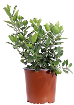 eGarden.store - Pianta vera di Alaterno - Rhamnus Alaternus | Altezza: 30 cm - Diametro vaso: 17 cm | arbusto ornamentale ideale per siepe da coltivare all'esterno