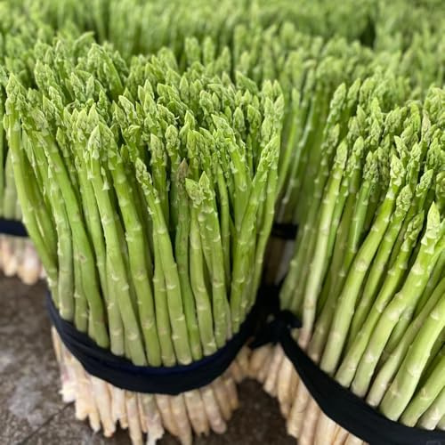 semillas de espárragos balcón invernadero Decoraciones jardín 225pcs