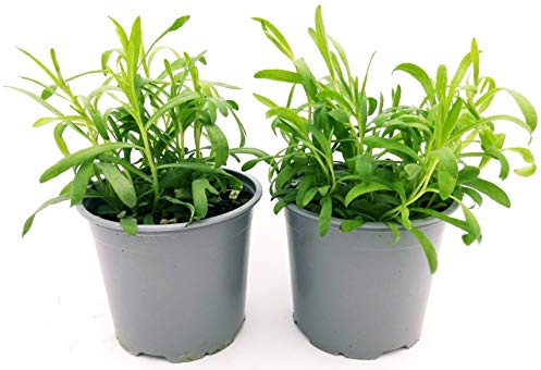 POWERS TO FLOWERS - DRAGONCELLO, 2PIANTE, VASO 14CM, piante vere