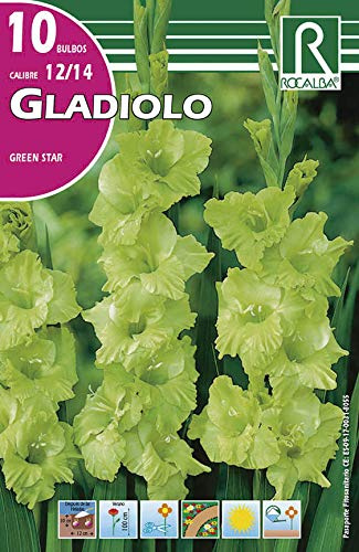 Bulbo de Gladiolo green star (bolsa con 10 bulbos)