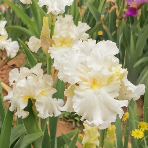 Bulbos de iris, iris, de balcón decoraciones jardín exteriores bulbosas raras interior exóticas invernaderos balcón exterior trepadoras 6pcs