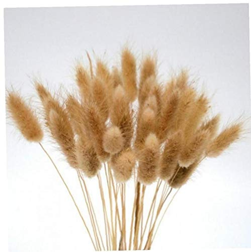 AMOYER 20 Los Tallos Secos Plantas Naturales Conejito Flor de Cola de Conejo Floral Hierba Ramo decoración del hogar Accesorios Foto