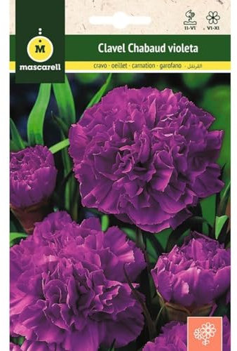 Mascarell - Clel Chabaud violette - Graines de fleurs d'extérieur pour décoration - 0,4 g