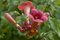 Campsis radicans 'Stromboli' -R- 60-100 cm - Trompetenblume, leuchtend rote Blüten, Blütezeit Juli-September, ideal für Klettergerüste, bienenfreundlich, winterhart