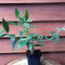 3 Stück Buddleja Davidii Pink delight von Intragarten Sommerflieder rosa im Topf