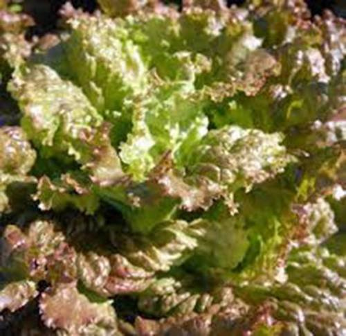 Seeds RED lattuga romana SEED, HEIRLOOM, organico, non OGM, SEED GIARDINO : Seeds Only
