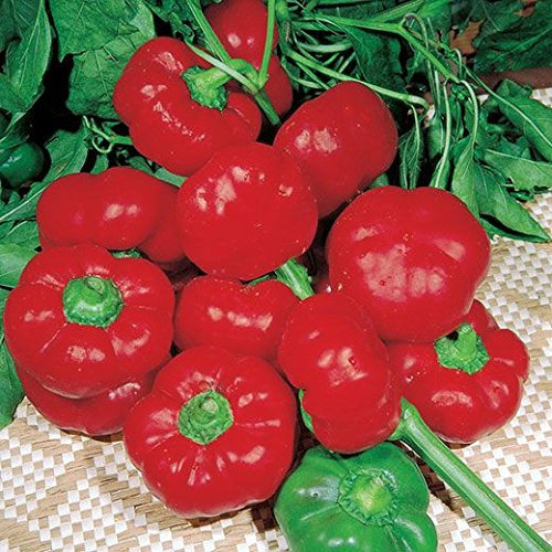 PEPERONE TOPEPO NR.100 SEMI