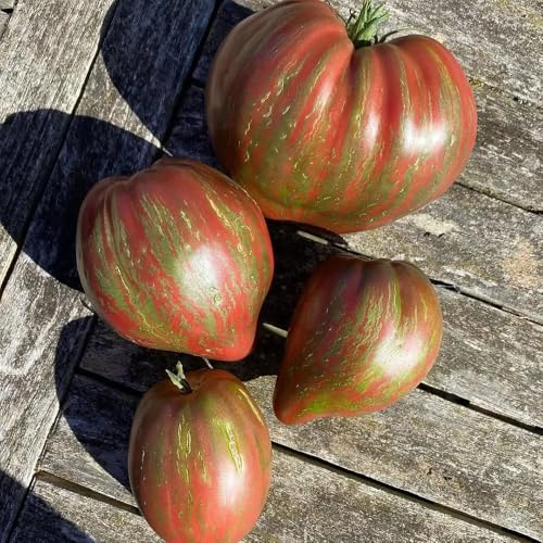 semillas de tomate antiguas variedades, cobertura del suelo, perenne resistente organicas jardín 400pcs