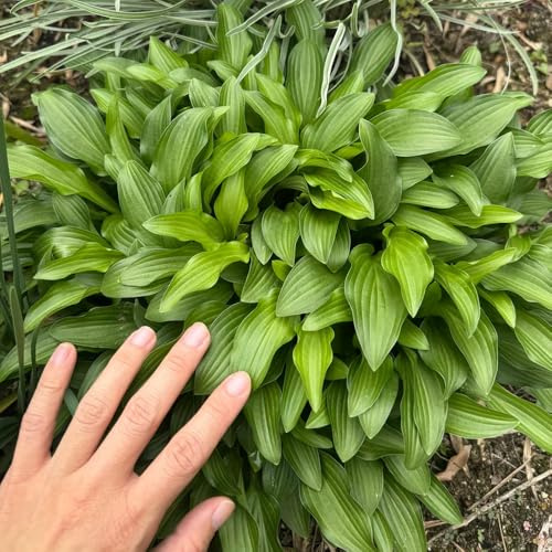 semi di hosta resistenti, balcone decorative, giardino 500pcs