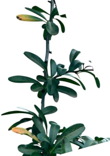 Planta natural Pyracantha Coccinea. Espino de fuego 20-30 cm. En cepellón listos para plantar. Ofrece frutos para fauna, protección con espinas, belleza floral y resistencia ambiental.