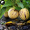 VISTARIC Comprar semillas de melón berenjena de frutas 30pcs planta de ginseng fruta Solanum Muricatum Aiton