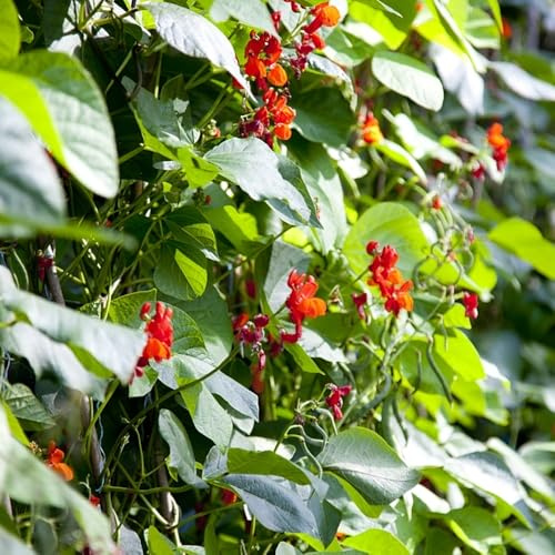 semillas de frijol corredor, Variedades antiguas, jardín, perennes resistentes de balcón, frescas 50pcs