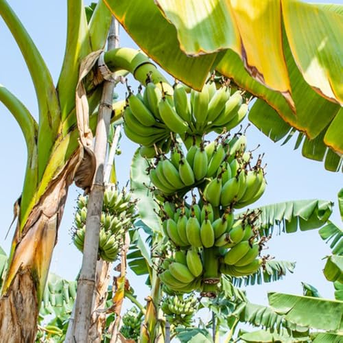 semi di banana di banano semi decorazione da giardino per esterni banane siepi, arbusti, decorazioni per il soggiorno da giardino roccioso con 40pcs