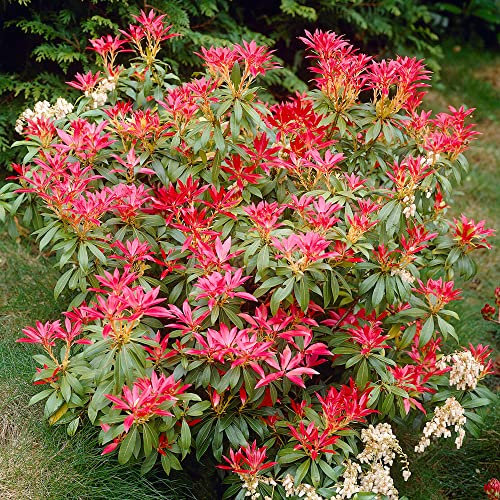 GardenersDream Pieris Japonica Forest Flame – Plante d'extérieur à feuillage persistant – Arbuste fleuri coloré nécessitant peu d'entretien (pot de 5L inclus)