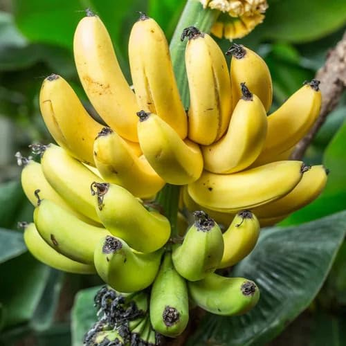 70 semi di banana gialla