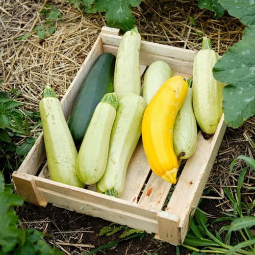 semillas de calabacín para balcón orgánicas jardín exóticas perennes resistentes 85pcs