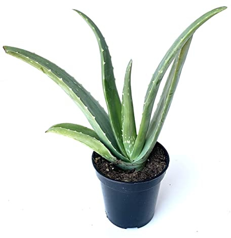 Live Aloe Vera Succulent Aloe Barbadensis Aloe 8-12 Tall, 4 Pot