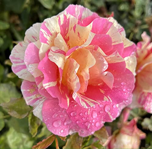 'Claude Monet' Climbing Rose - Unusual Pink & Yellow Striped Blooms - Potted Rose 4L