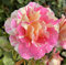 'Claude Monet' Climbing Rose - Unusual Pink & Yellow Striped Blooms - Potted Rose 4L