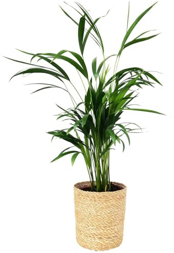 Goldfruchtpalme in Korb Maki, Topf-Ø 17 cm, Höhe ca. 40-60 cm