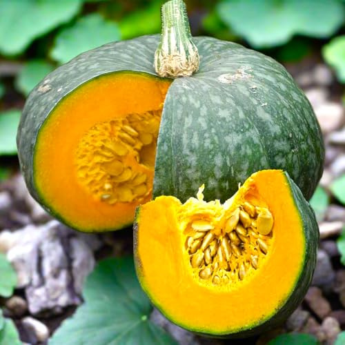 TomorrowSeeds - Kabocha Squash Seeds - 20+ Count - for 2026 Planting Japanese Pumpkin Green Hokkaido Ebisu Asian Tetsukabuto Buttercup Gourd Garden Vegetable Grow Your Own Home Farm Patio Healthy